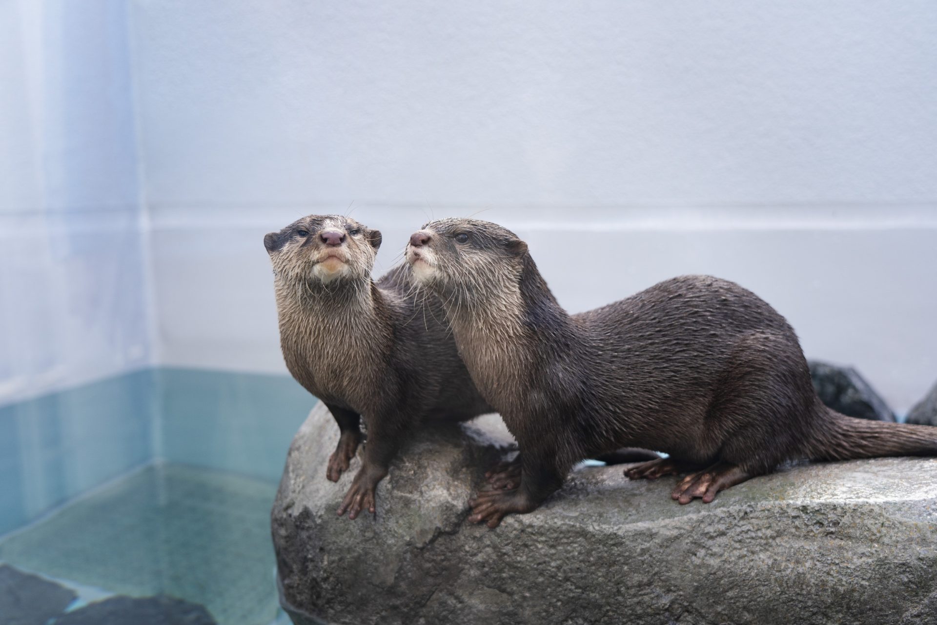 四国水族館_カワウソ - 丸亀市の観光情報サイト ｜ 丸亀市観光協会